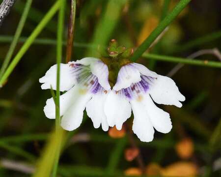 Image of Prostanthera saxicola R. Br.