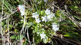 Image de Nemophila menziesii var. integrifolia Brand