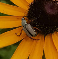 Image of Rose Chafer