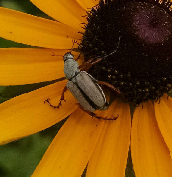 Image of Rose Chafer