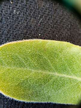 Image of Arctostaphylos glandulosa subsp. cushingiana (Eastw.) J. E. Keeley, M. C. Vasey & V. T. Parker