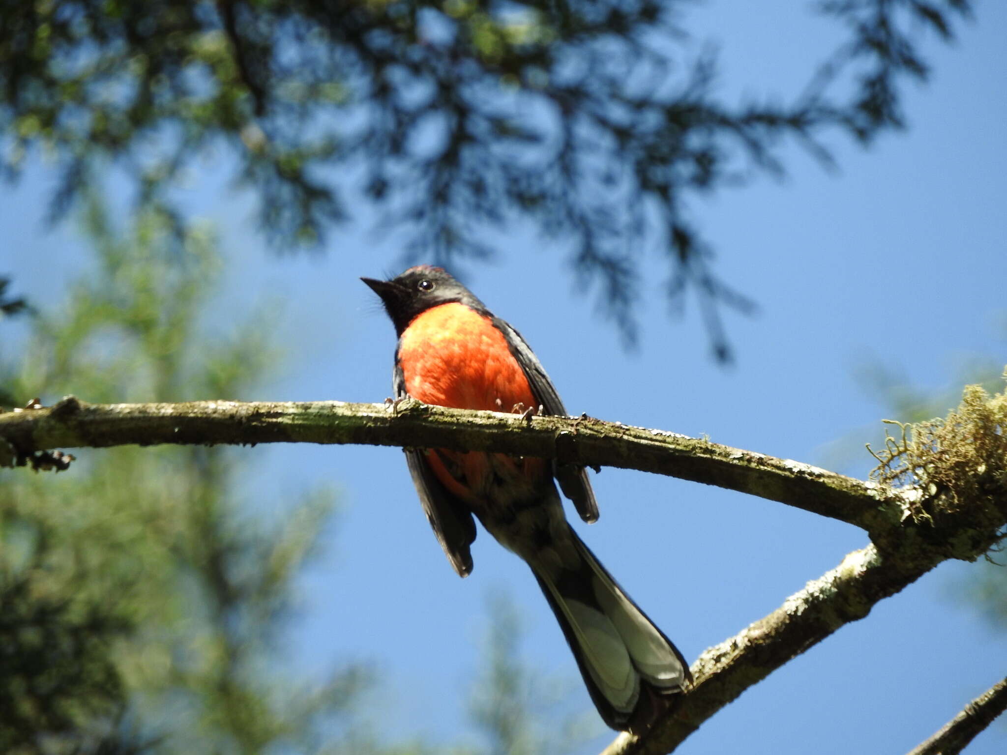 Myioborus miniatus (Swainson 1827) resmi