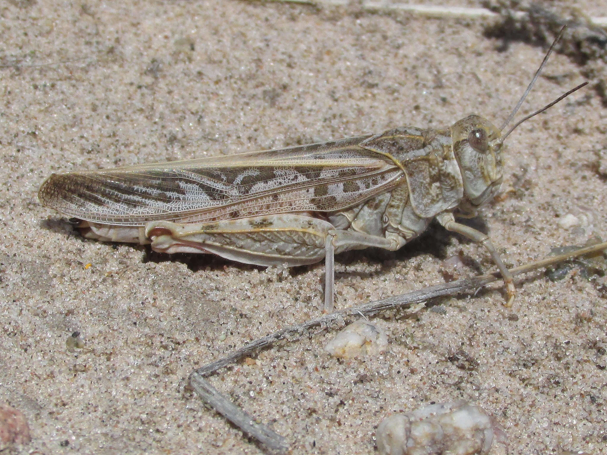 Xanthippus montanus (Thomas & C. 1872)的圖片