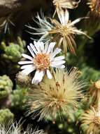 Imagem de Tetramolopium humile subsp. haleakalae T. K. Lowrey