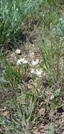 Image of Ornithogalum orthophyllum subsp. kochii (Parl.) Zahar.