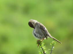 Sivun Cisticola subruficapilla jamesi Lynes 1930 kuva