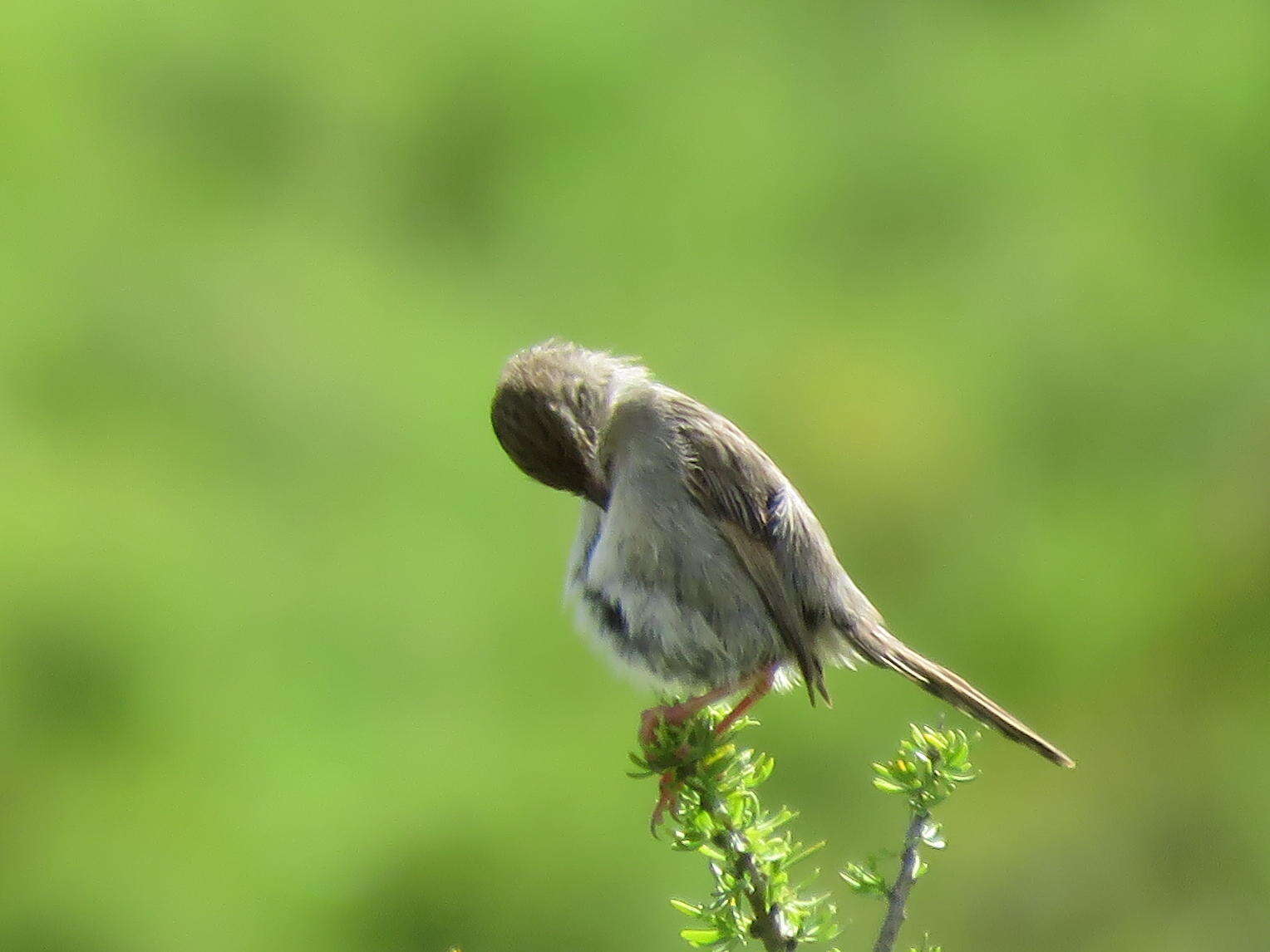 Sivun Cisticola subruficapilla jamesi Lynes 1930 kuva