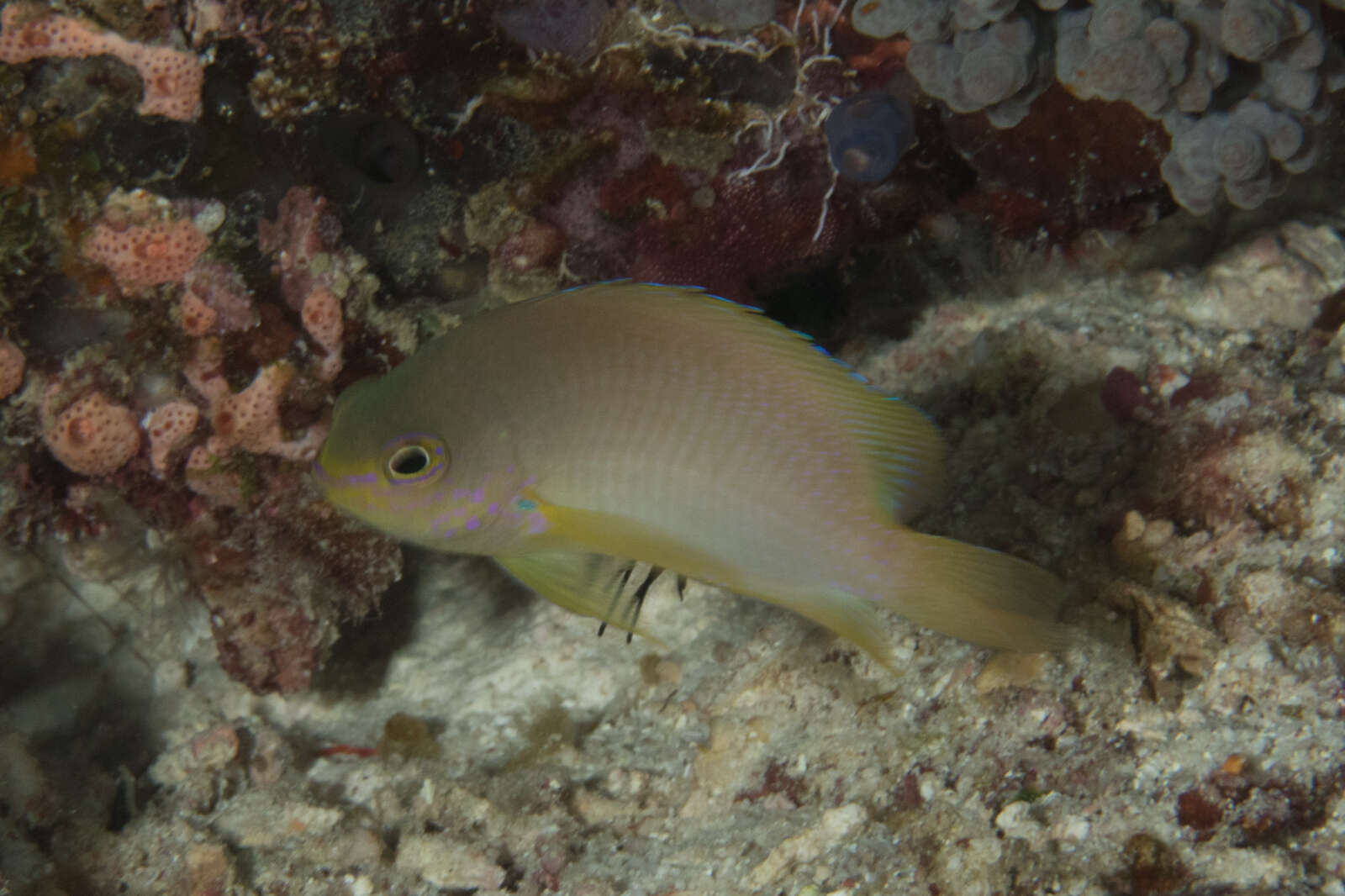 Image of Ambon damsel