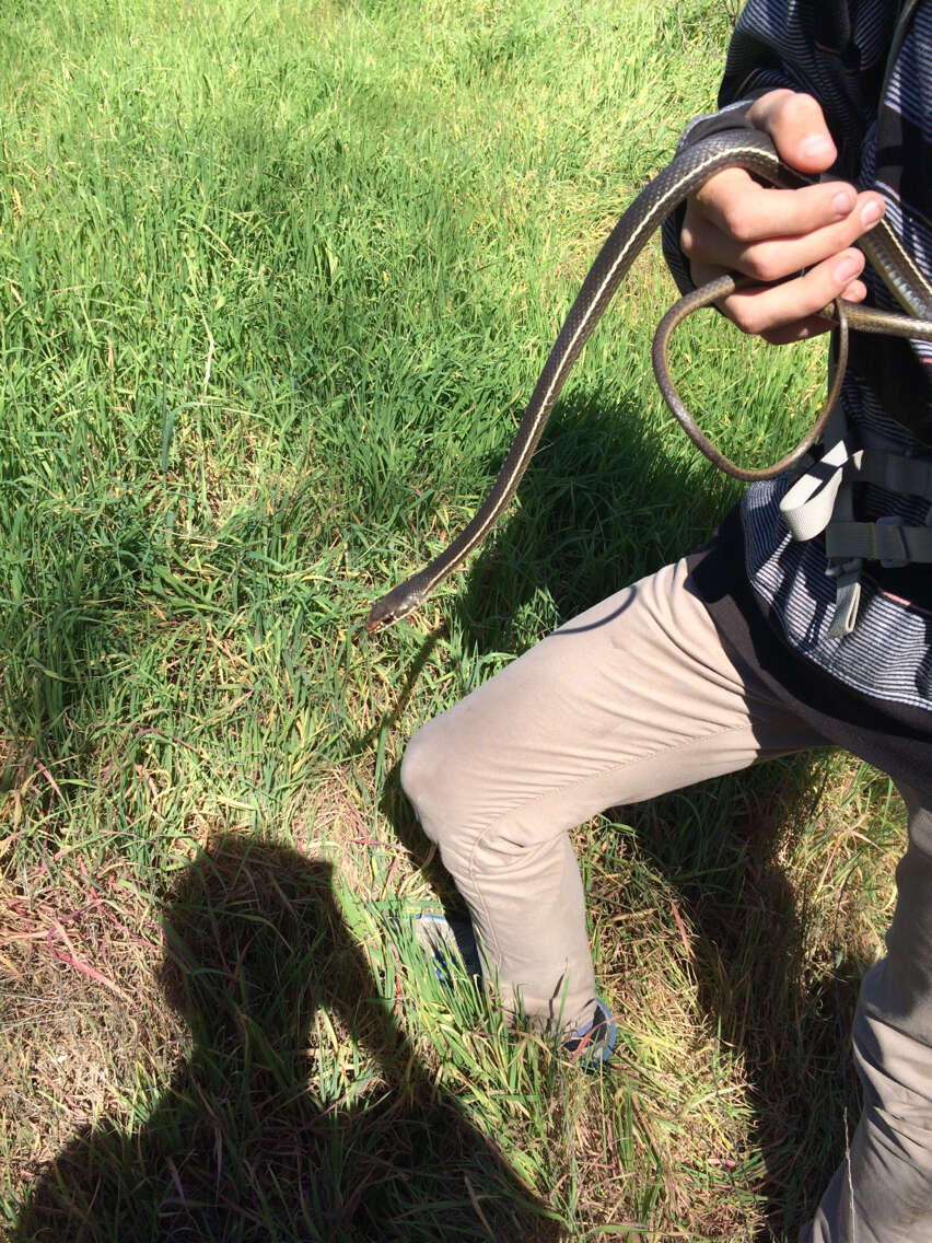 Image of California whipsnake