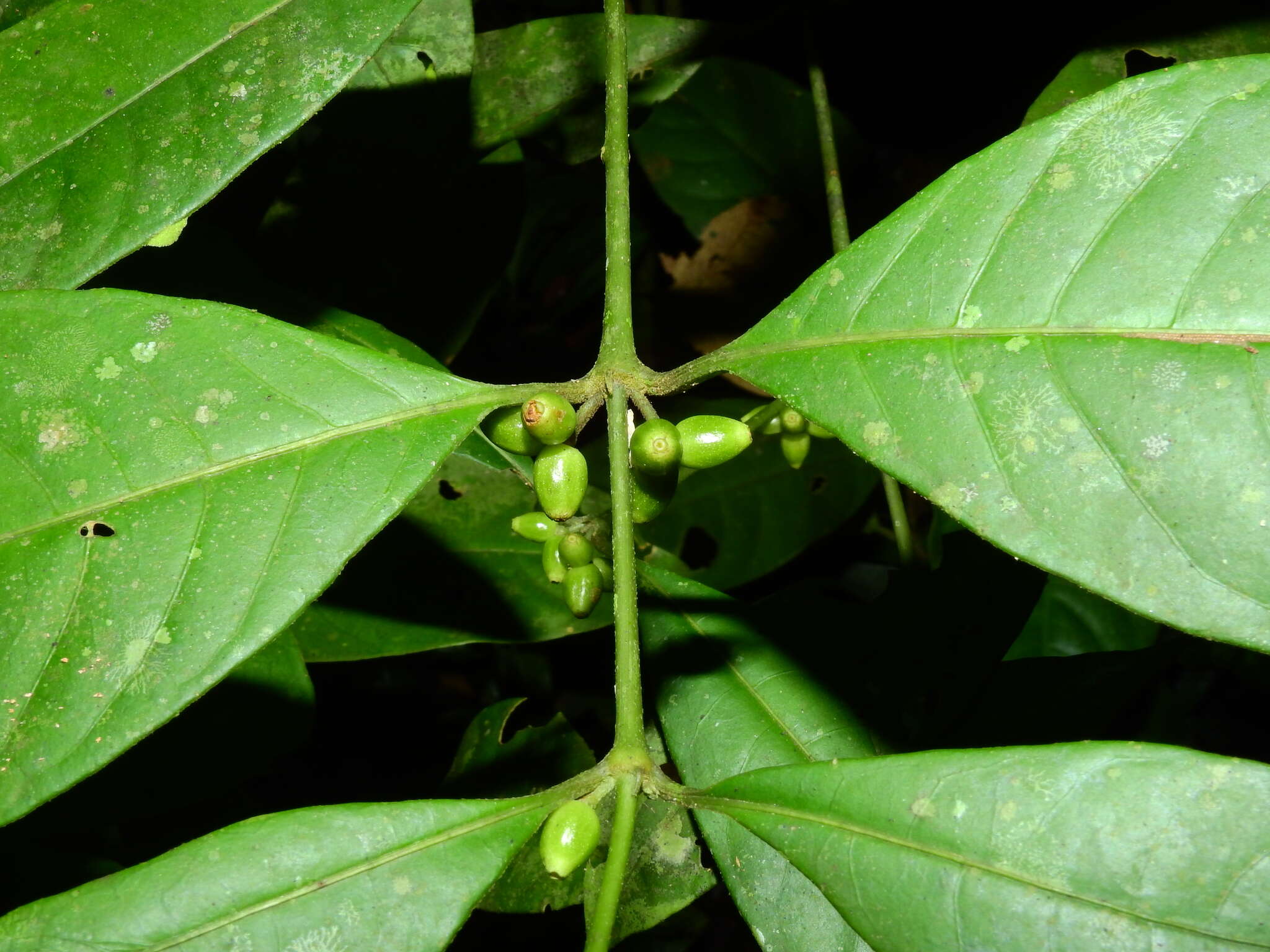 Image of Ronabea latifolia Aubl.
