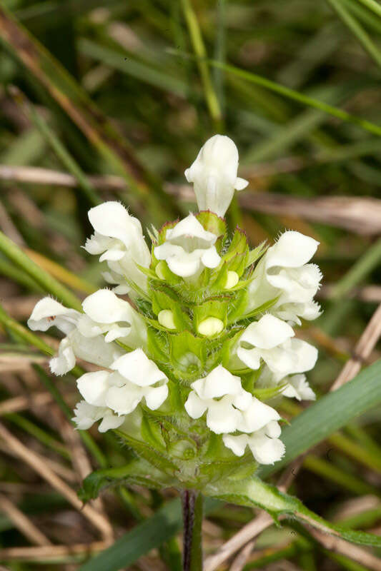 Image of cutleaf selfheal