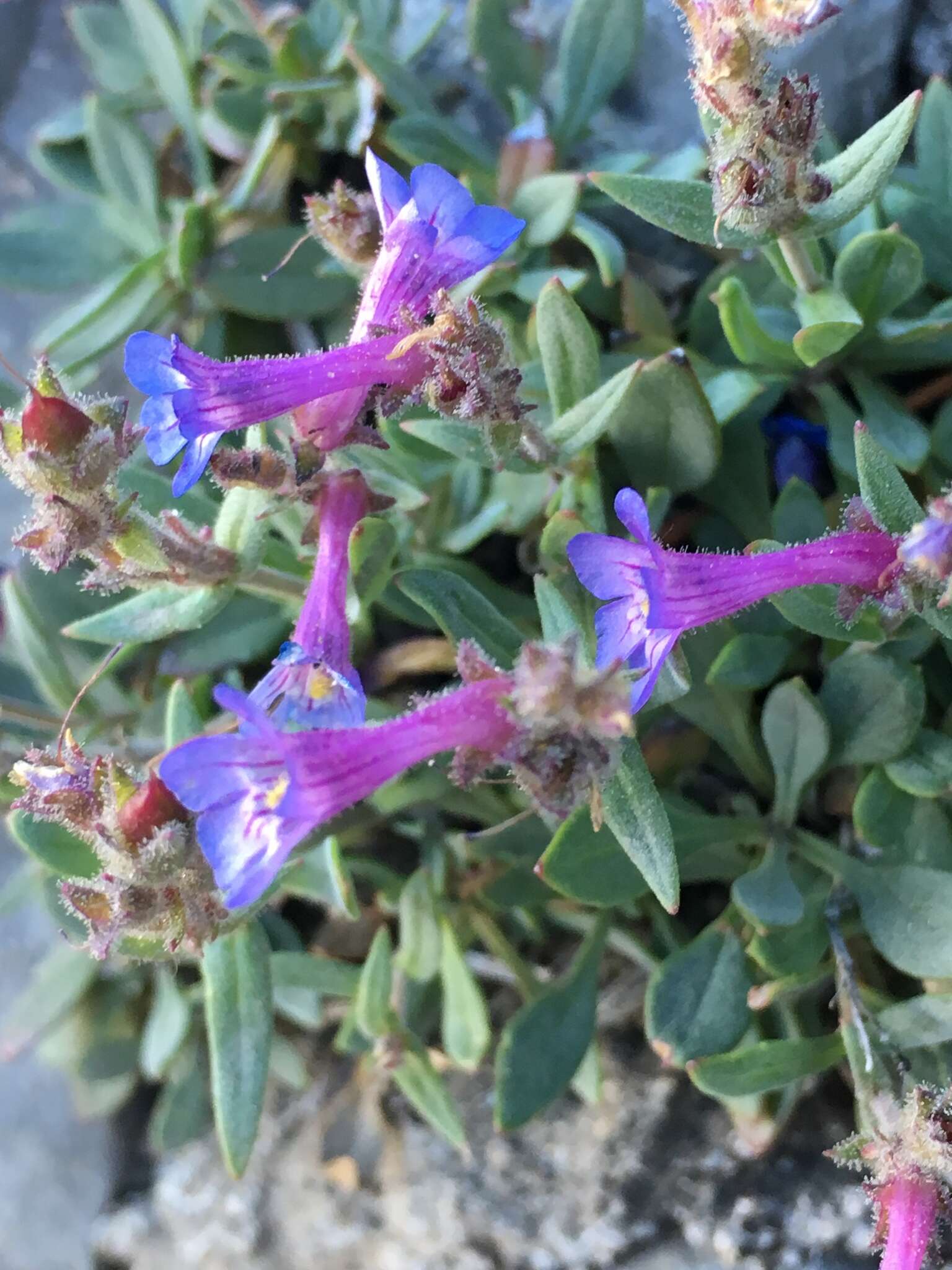 Image of low beardtongue