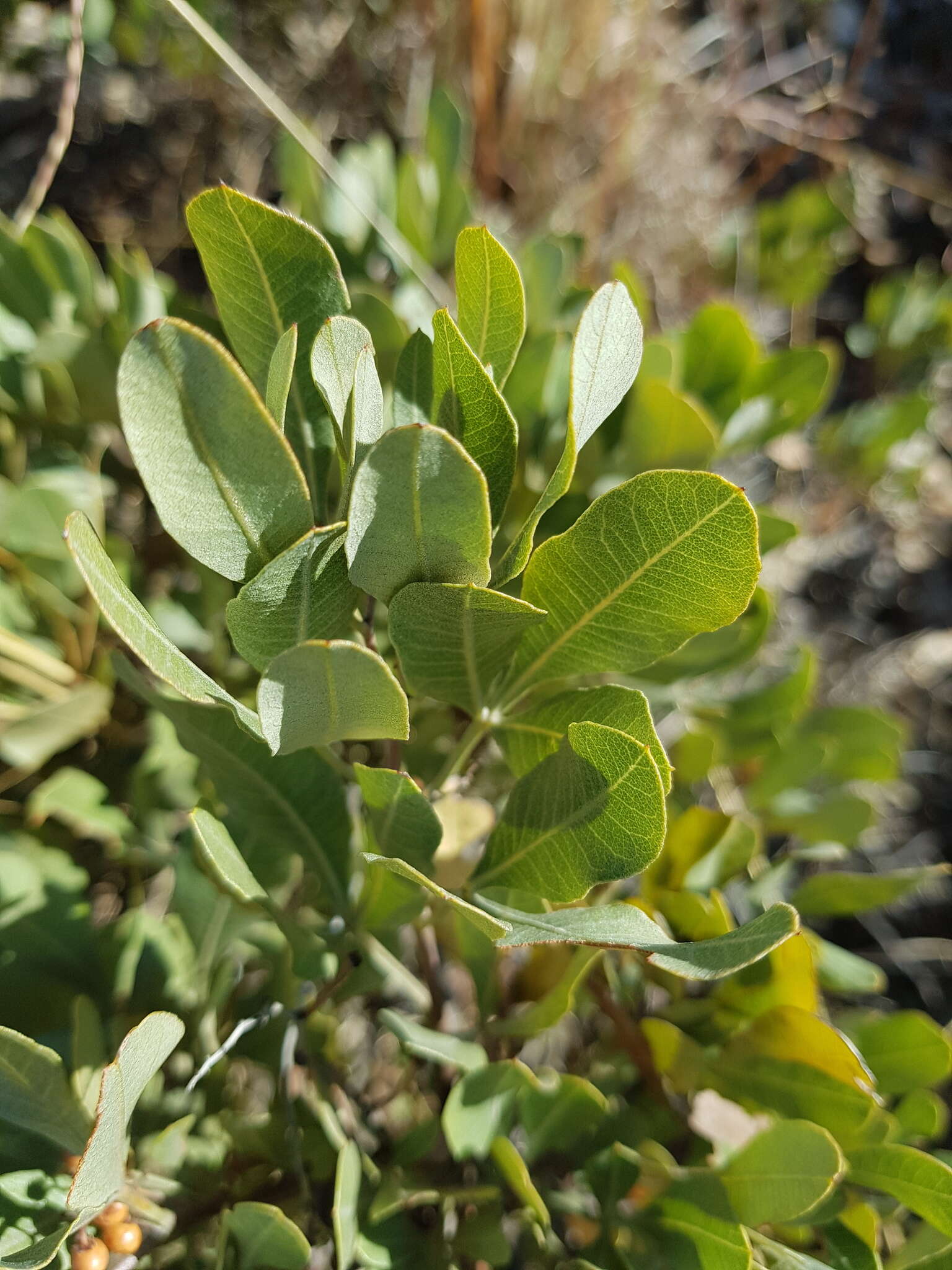 Image of Searsia magalismontana subsp. magalismontana