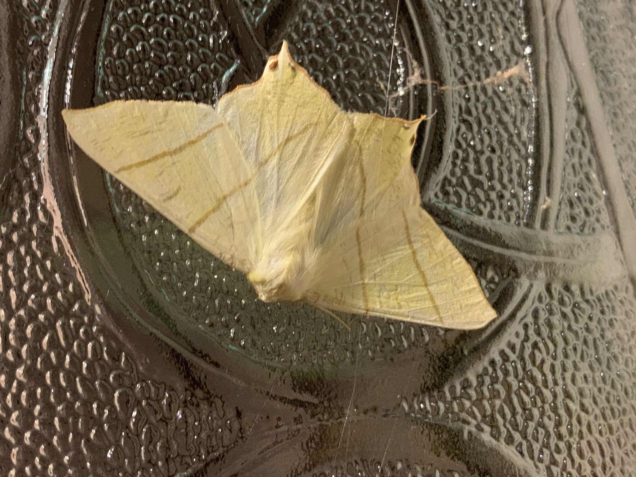 Image of swallow-tailed moth