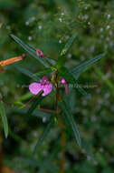 Impatiens chinensis L. resmi