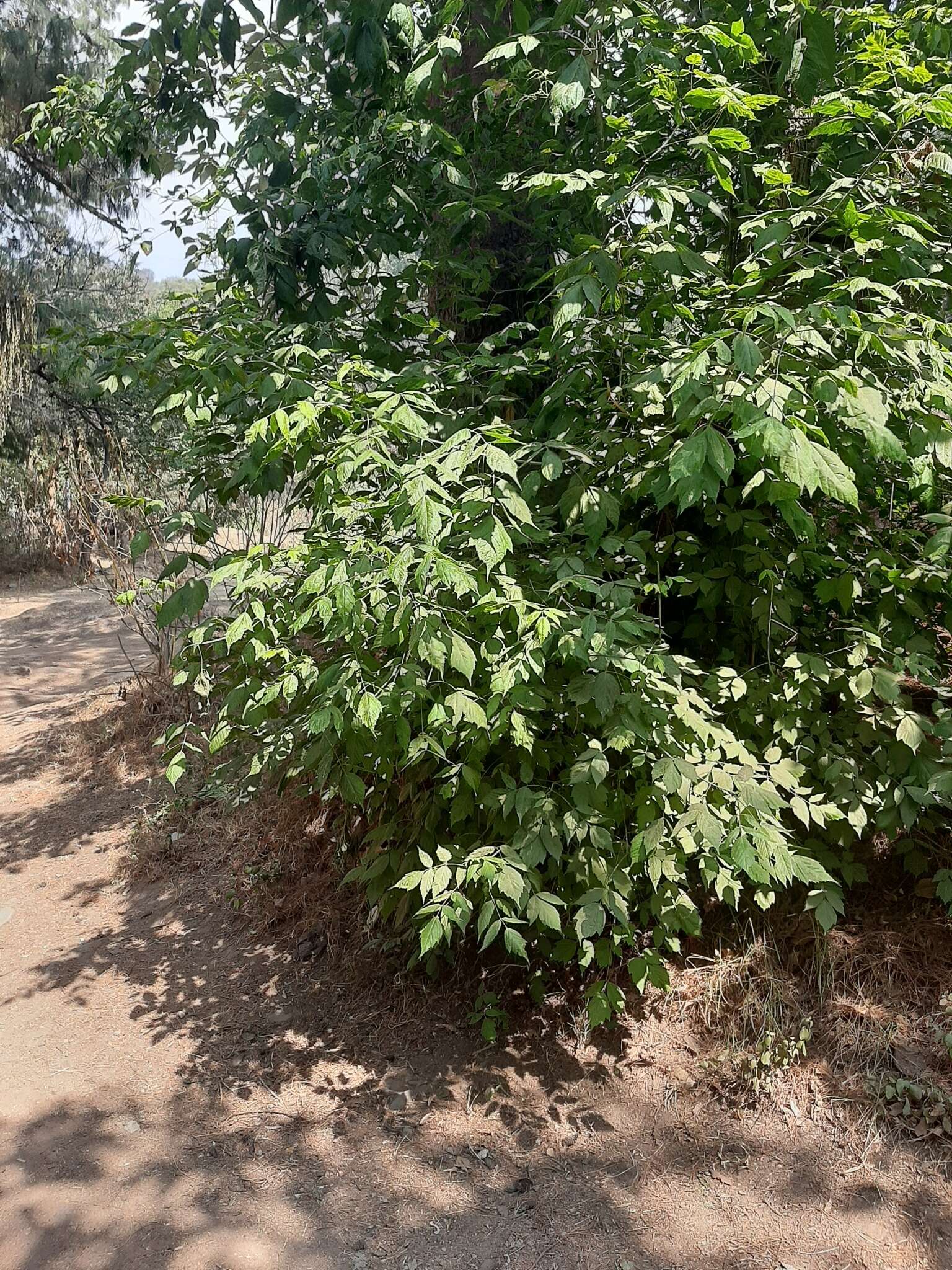 Image of Acer negundo var. mexicanum (DC.) Kuntze