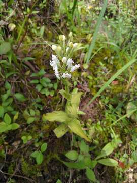 Image of Tropical False Rein Orchid