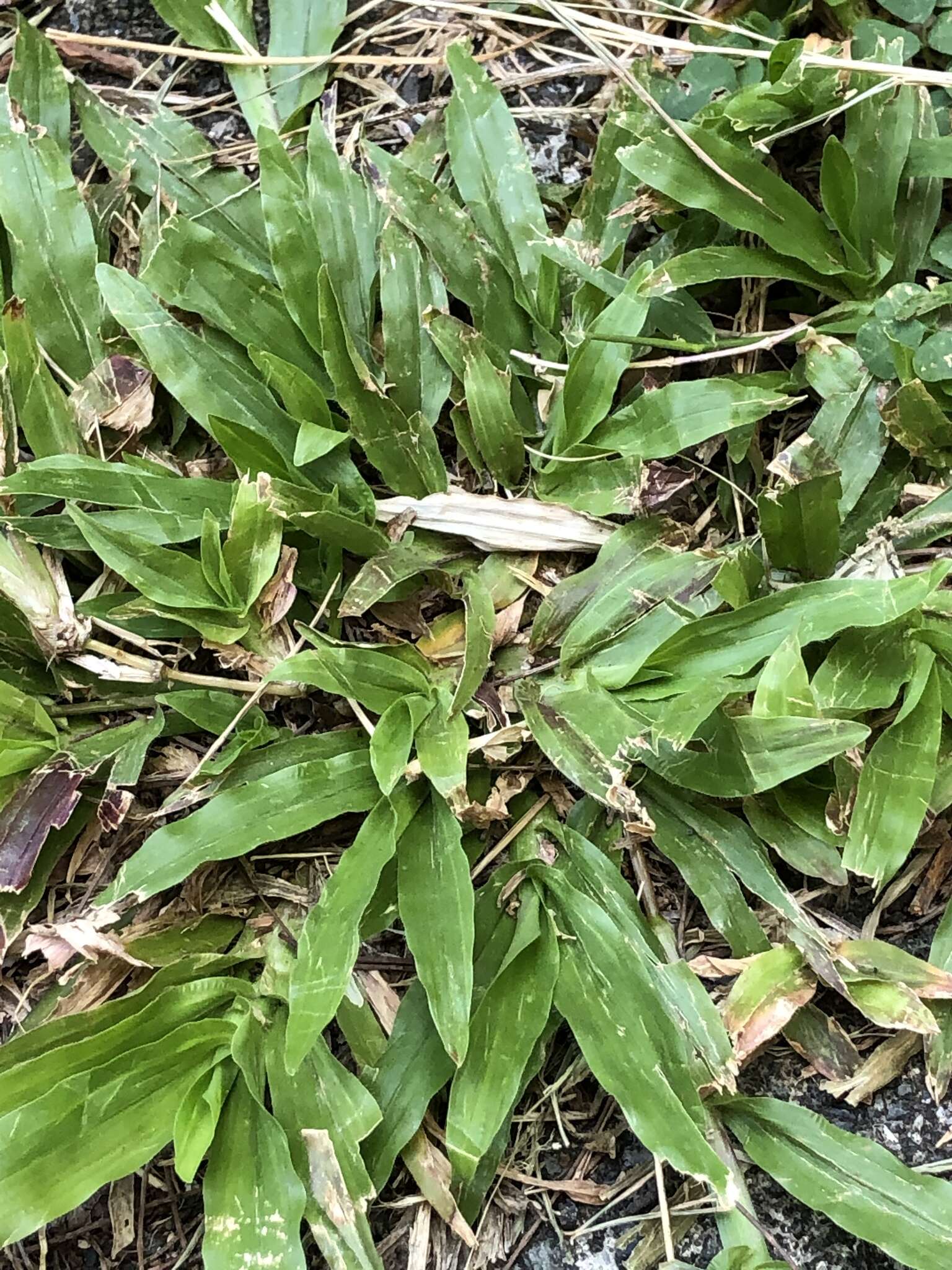 Image of broadleaf carpetgrass