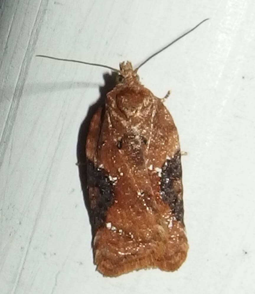 Image of Acleris braunana McDunnough 1934