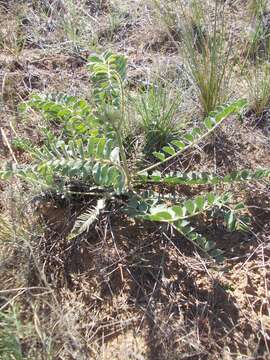 Imagem de Astragalus vulpinus Willd.