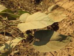 Plancia ëd Ipomoea cambodiensis Gagnep. & Courchet