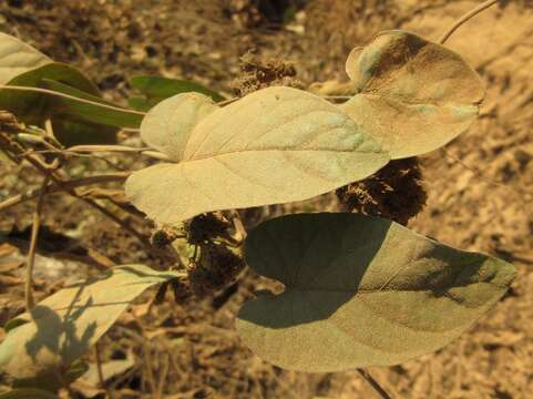 Plancia ëd Ipomoea cambodiensis Gagnep. & Courchet