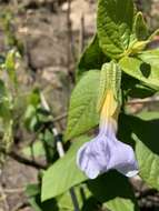 Image of Thunbergia natalensis Hook.