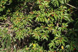 Ilex pedunculosa Miq. resmi