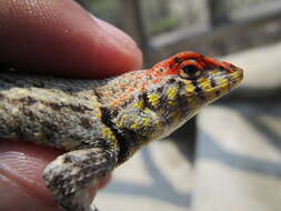 Imagem de Sceloporus pyrocephalus Cope 1864