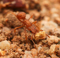 Image of Cyphomyrmex wheeleri Forel 1900