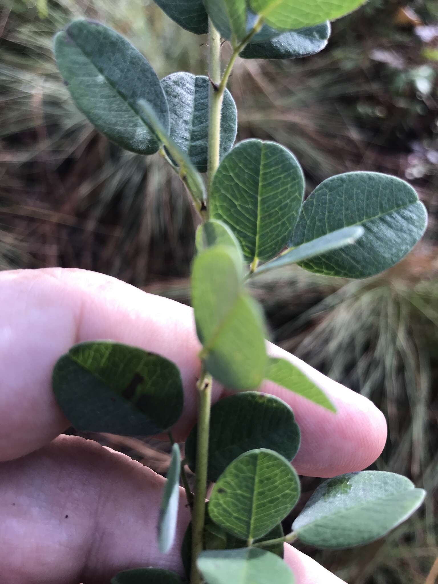 Image of Curtiss' lespedeza