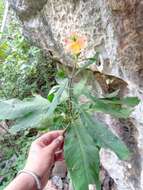 Image of Crossandra longispica Benoist