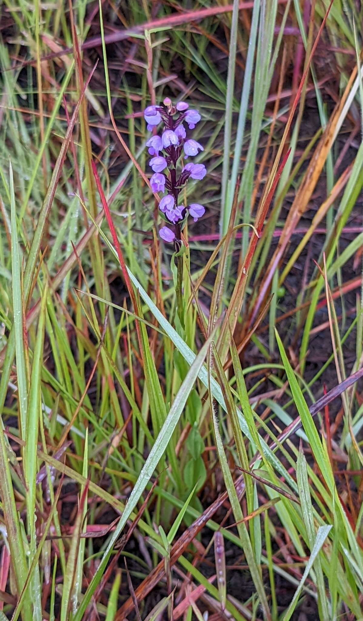 Image de Brachycorythis buchananii (Schltr.) Rolfe