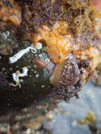 Image of Common Keyhole Limpet