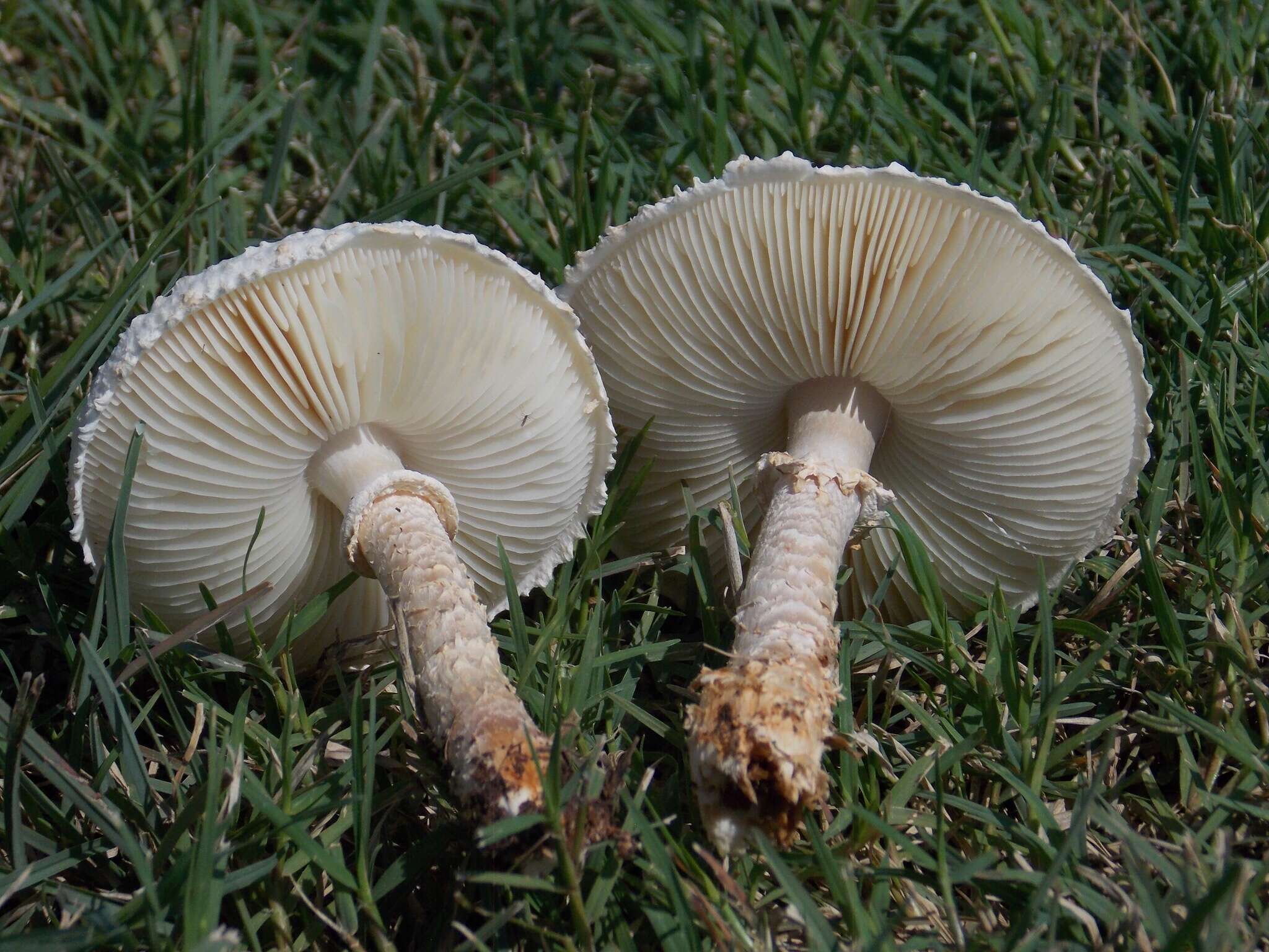 Слика од Saproamanita prairiicola (Peck) Redhead, Vizzini, Drehmel & Contu 2016