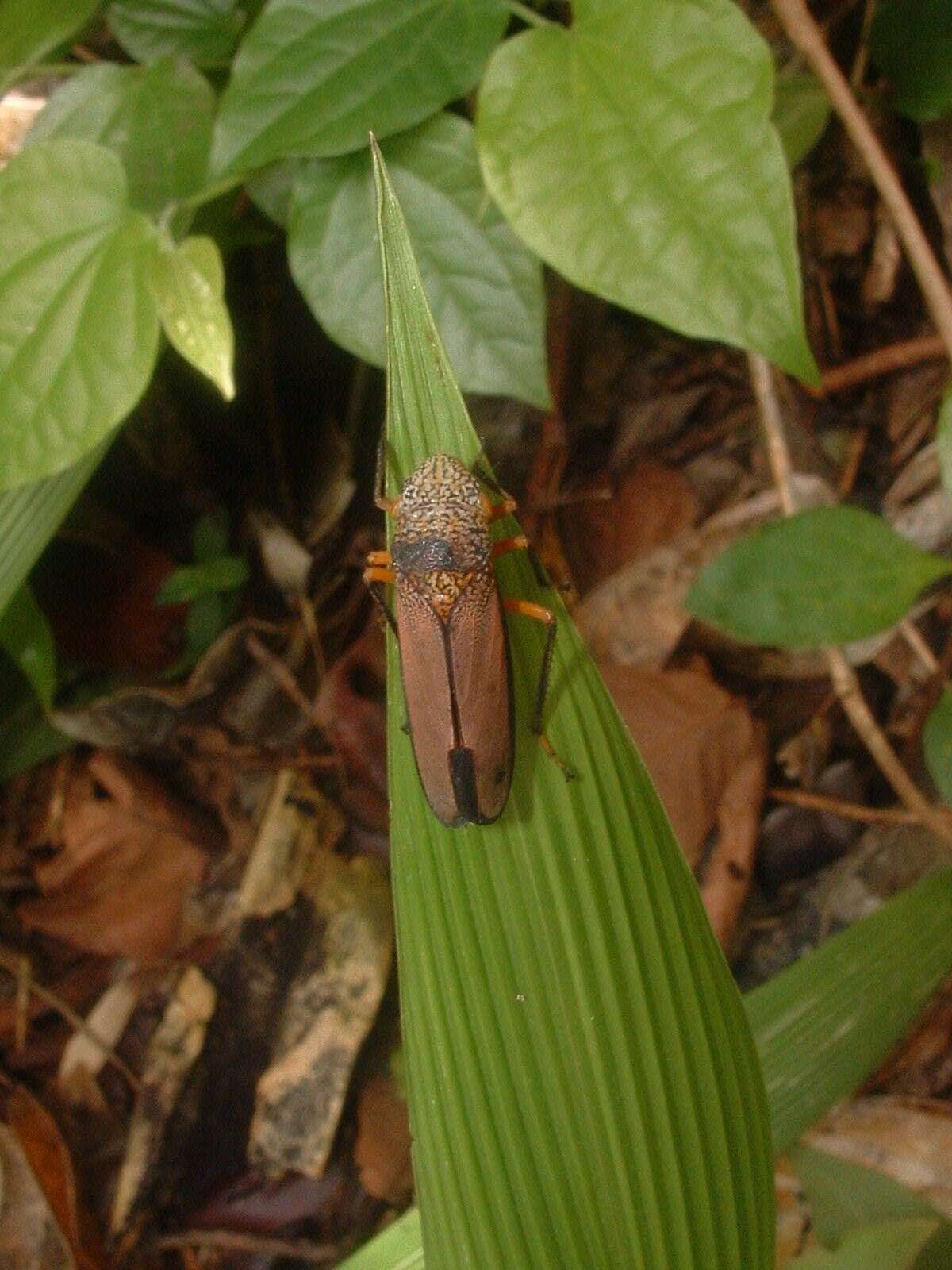 Image of Cyrtodisca major (Signoret 1854)