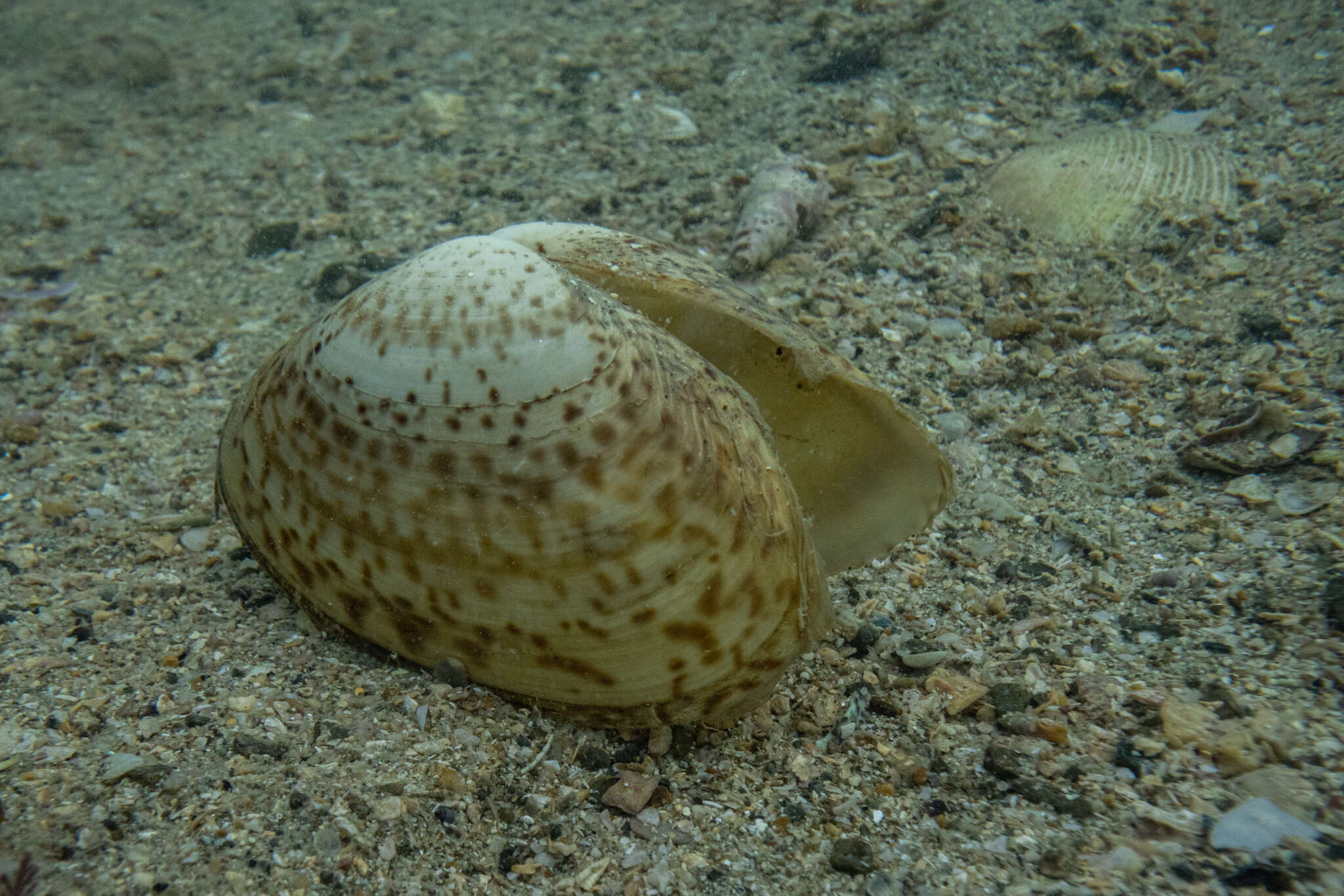 Image of Oxyperas elongatum (Quoy & Gaimard 1835)