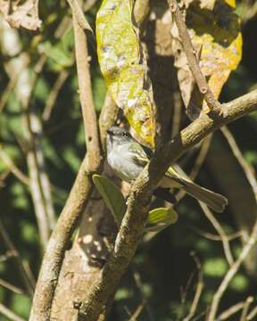 Image of Gray Elaenia