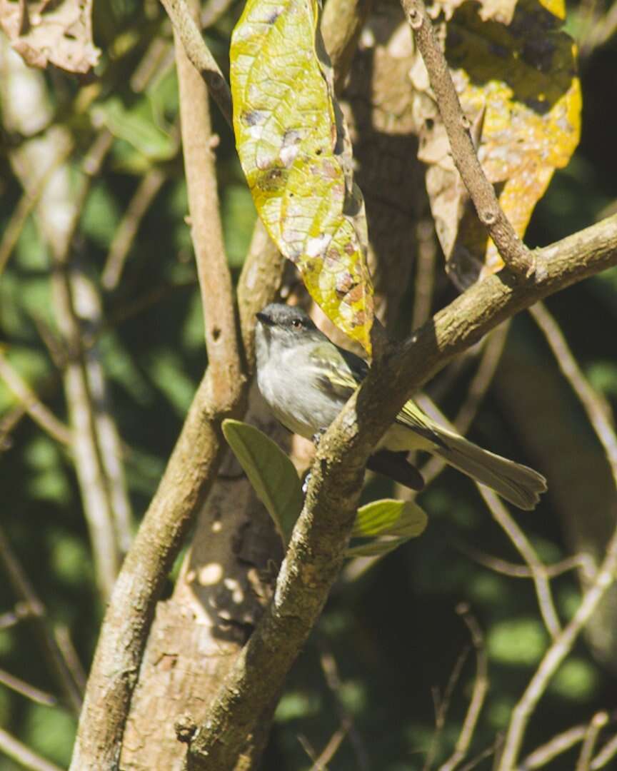 Image of Gray Elaenia