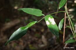 Image of Strongylodon madagascariensis Baker