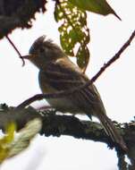 Image of Cordilleran Flycatcher