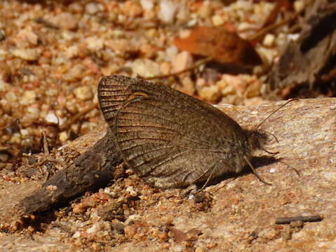 Image of Ypthima asterope hereroica