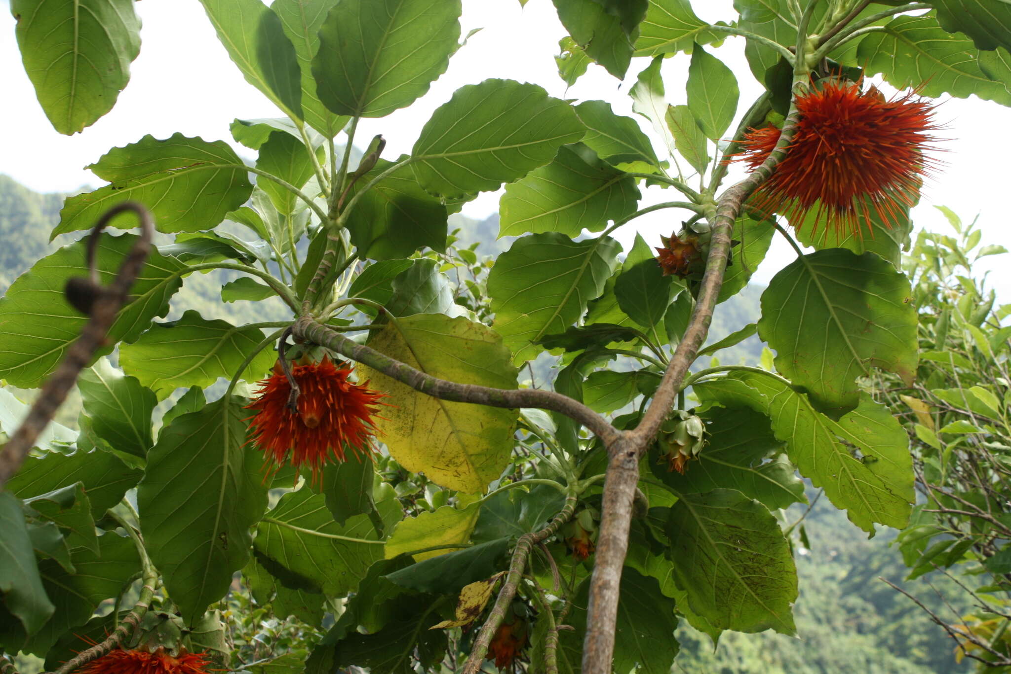 Image of burr daisytree