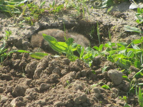 Image of Camas Pocket Gopher