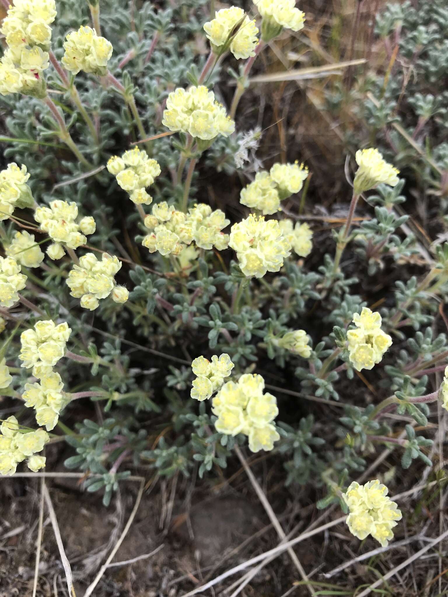 Eriogonum thymoides Benth. resmi