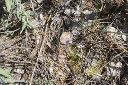 Imagem de Pinguicula kondoi Casper