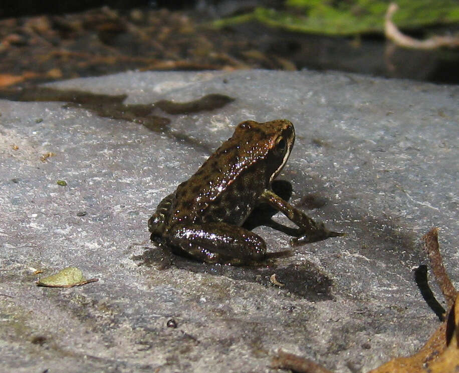Image of Iberian Frog
