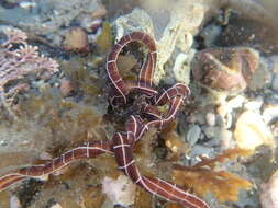 Image of football Jersey worm