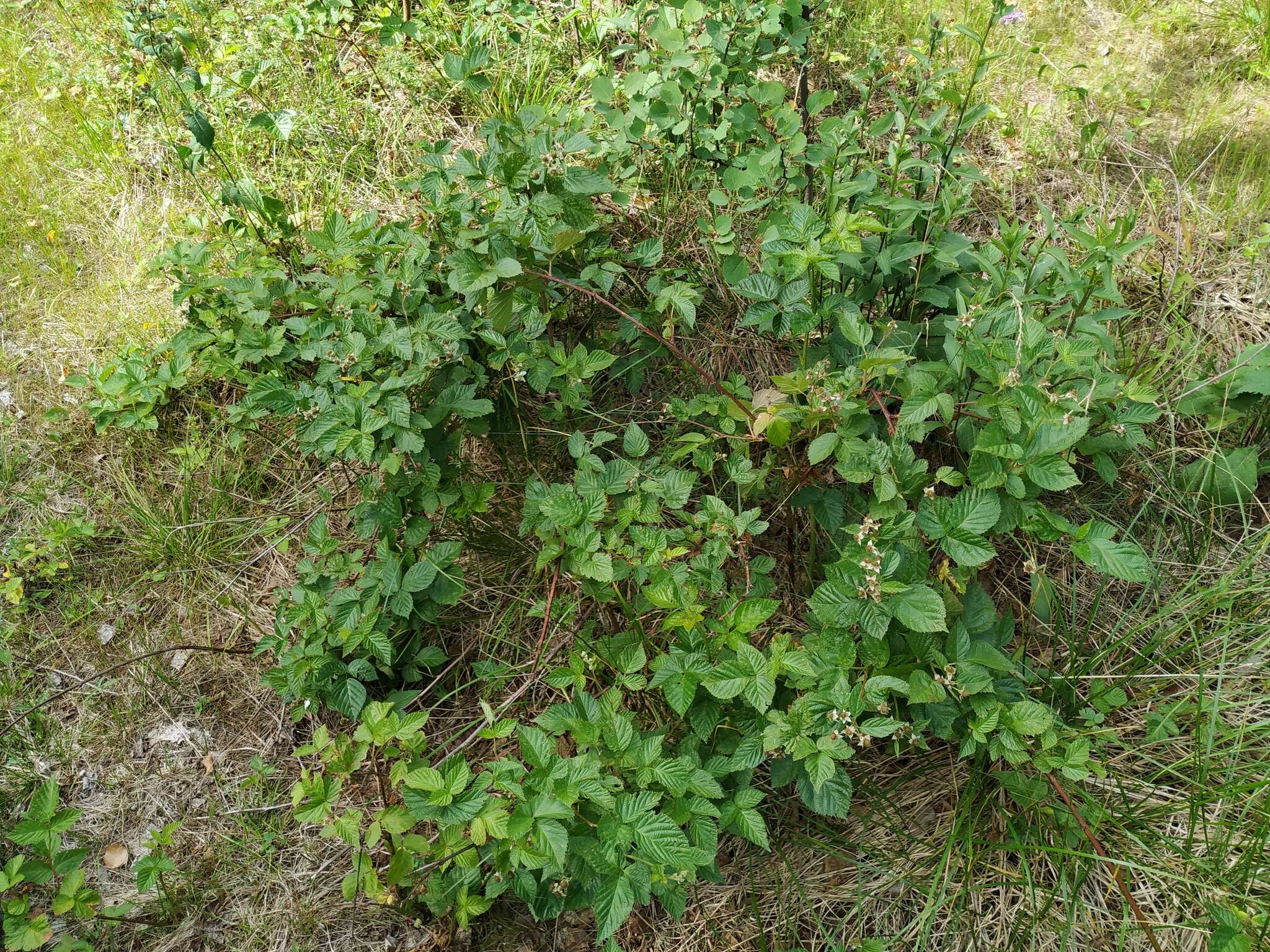 Image de Rubus polonicus Barr. ex Weston