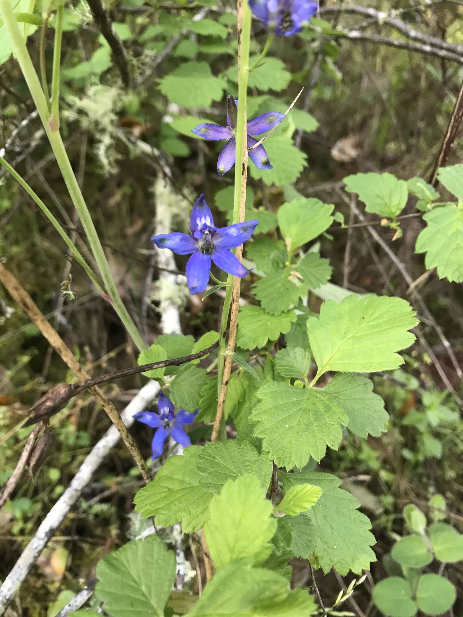 Delphinium patens subsp. patens的圖片